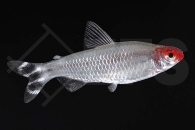 030015_Petitella-bleheri_Rotkopfsalmler_01