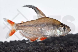 030016_Hyphessobrycon-rosaceus_Rosensalmler_01