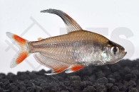 030016_Hyphessobrycon-rosaceus_Rosensalmler_01