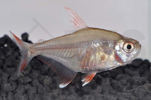 030017_Hyphessobrycon-bentosi_Schmucksalmler-White-Fin_01