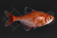 030018_Hyphessobrycon-eques_Blutsalmler_02