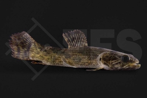 030019_Hoplias-aimara_Anjumara_01