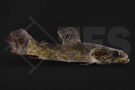 030019_Hoplias-aimara_Anjumara_01