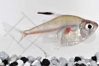 030020_Hyphessobrycon-erythrostigma_Fahnenkirschflecksalmler_01