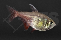030021_Hyphessobrycon-flammeus_Roter-von-Rio_01