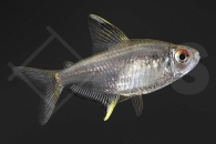 030024_Hyphessobrycon-pulchripinnis_Zitronensalmler_01