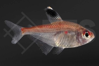 030025_Hyphessobrycon-pyrrhonotus_Rotrueckenkirschflecksalmler_01