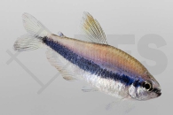 030026_Inpaichthys-kerri_Koenigssalmler_01