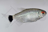 030030_Moenkhausia-sanctaefilomenae_Rotaugen-Moenkhausia_01