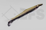 030032_Nannostomus-unifasciatus_Schraegsteher_01