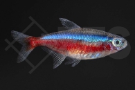030034_Paracheirodon-axelrodi_Roter-Neon_01