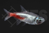 030038_Paracheirodon-innesi_Diamant-Neonsalmler_01