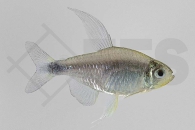 030040_Hyphessobrycon-elachys_Schilfssalmler_01