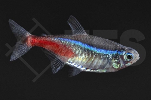 030041_Paracheirodon-innesi_Neonsalmler_01