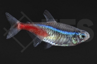 030041_Paracheirodon-innesi_Neonsalmler_01