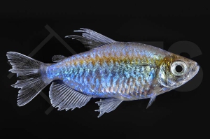 030042_Phenacogrammus-interruptus_Blauer-Kongosalmler_01