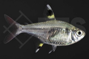 030044_Pristella-maxillaris_Sternflecksalmler_01