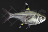 030044_Pristella-maxillaris_Sternflecksalmler_01