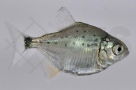 030047_Serrasalmus-nattereri_Roter-Piranha_01