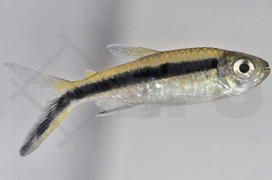 030048_Thayeria-boehlkei_Schraegschwimmer_01