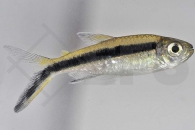 030048_Thayeria-boehlkei_Schraegschwimmer_01