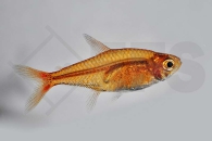 030053_Hyphessobrycon-amandae_Feuertetra_01