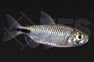 030054_Bryconalestes-longipinnis_Afrikanischer-Langflossensalmler_01