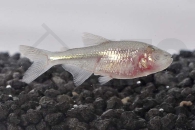 030055_Astyanax-jordani_Blinder-Hoehlensalmler_01