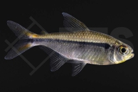 030059_Hyphessobrycon-heterorhabdus_Dreibandsalmler_01