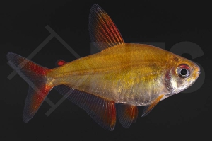 030060_Hyphessobrycon-sp_Roter-Cherrysalmler_muzle-red-cherry_01