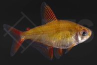 030060_Hyphessobrycon-sp_Roter-Cherrysalmler_muzle-red-cherry_01