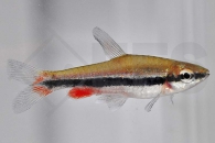 030063_Nannostomus-beckfordi_Laengsbandziersalmler_01