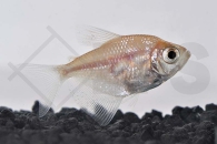 030064_Gymnocorymbus-ternetzi_Trauermantelsalmler-gold_01