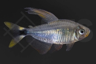 030068_Hyphessobrycon-procyon_Procyon-Salmler_01
