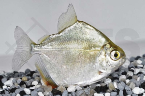 030070_Metynnis-argenteus_Silberdollar_01