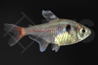 030071_Megalomphodus-roseus_Gelber-Phantomsalmler_01