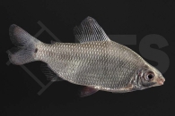 030077_Distichodus-affinis_Afrikanischer-Rotflossensalmler_01