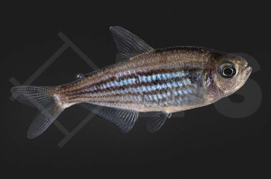 030079_Hyphessobrycon-hexastichos_Sechs-Strophen-Salmler_01