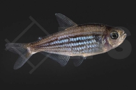 030079_Hyphessobrycon-hexastichos_Sechs-Strophen-Salmler_01