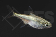 030083_Hemigrammus-rodwayi_Goldtetra_01