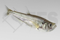 030084_Hydrolycus-scomberoides_Vampirsalmer_01