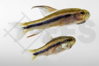 030085_Poecilocharax-weitzmani_Weitzmans-Raubsalmler_02