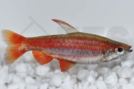 030086_Nannostomus-mortenthaleri_Purpurziersalmler_01