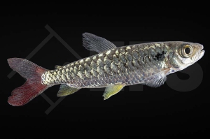 030089_Chalceus-macrolepidotus_Gelbflossen-Glanzsalmler_01