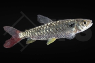 030089_Chalceus-macrolepidotus_Gelbflossen-Glanzsalmler_01