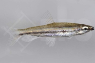 030090_Nannostomus-trifasciatus_Dreibinden-Ziersalmler_01