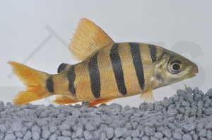 030094_Distichodus-sexfasciatus_Zebra-Geradsalmler_01