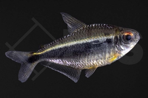030097_Moenkhausia-heikoi_Heikos-Leuchtaugensalmler_01