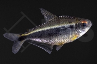 030097_Moenkhausia-heikoi_Heikos-Leuchtaugensalmler_01