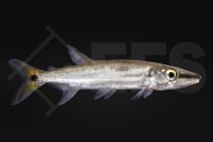 030098_Acestrorhynchus-falcatus_Zweitupfen-Hundssalmler_01